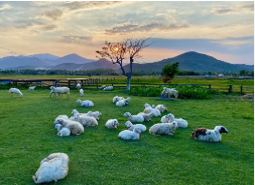 NHA TRANG - BIỂN XANH, CÁT VÀNG: NHA TRANG - VỊNH NHA TRANG - CITY TOUR - TẮM BÙN